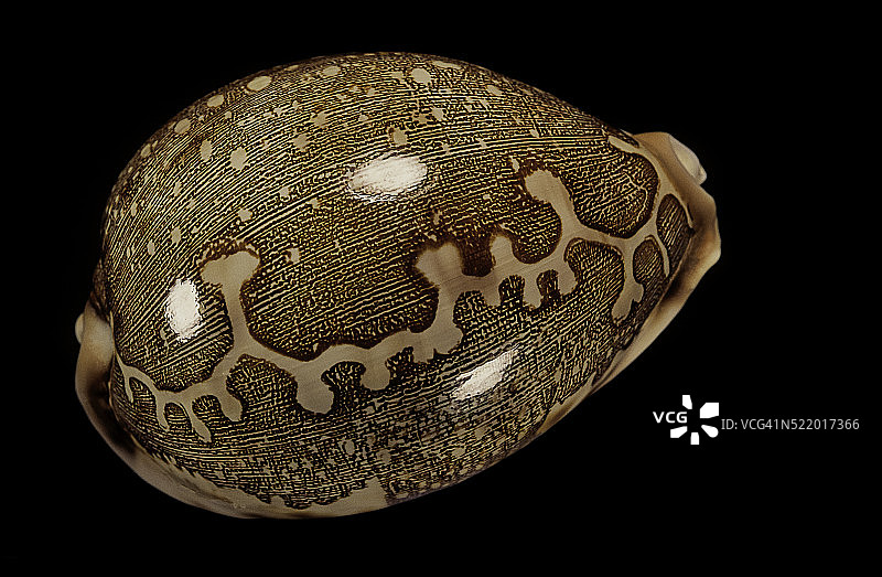 地图宝螺图片素材