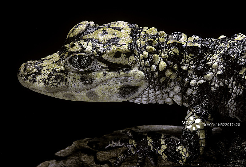 扬子鳄图片素材