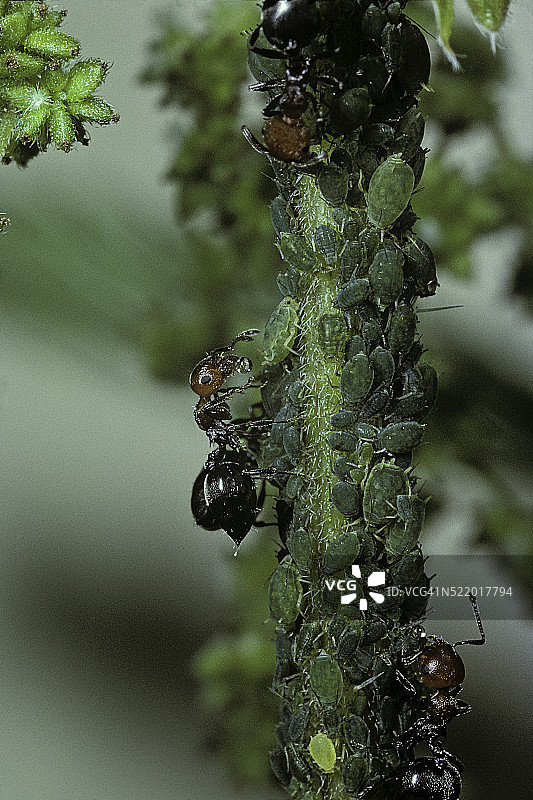 盾胸切叶蚁与蚜虫图片素材