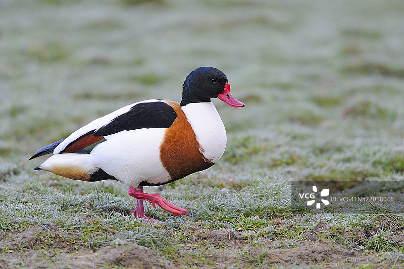 晨露中的雄性赤麻鸭图片素材