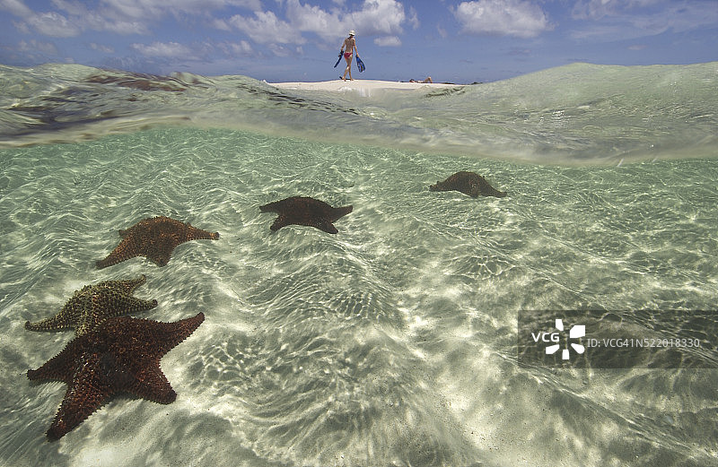 近岸海星图片素材
