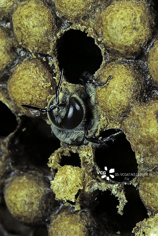 蜜蜂 - 雄蜂从蜂房中孵化图片素材