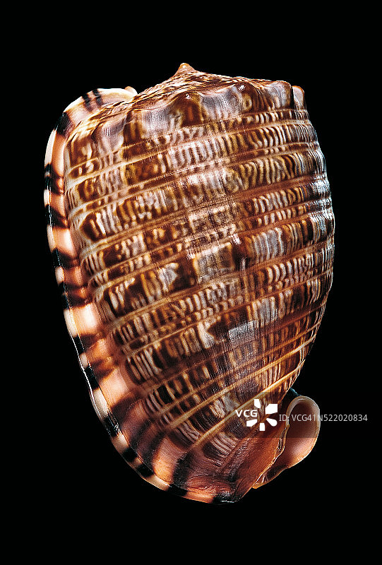 细纹鬘螺图片素材