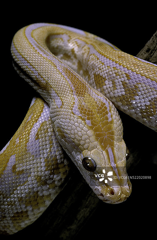 缅甸蟒蛇图片素材