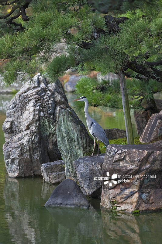 日本京都二条城二之丸庭园的苍鹭图片素材