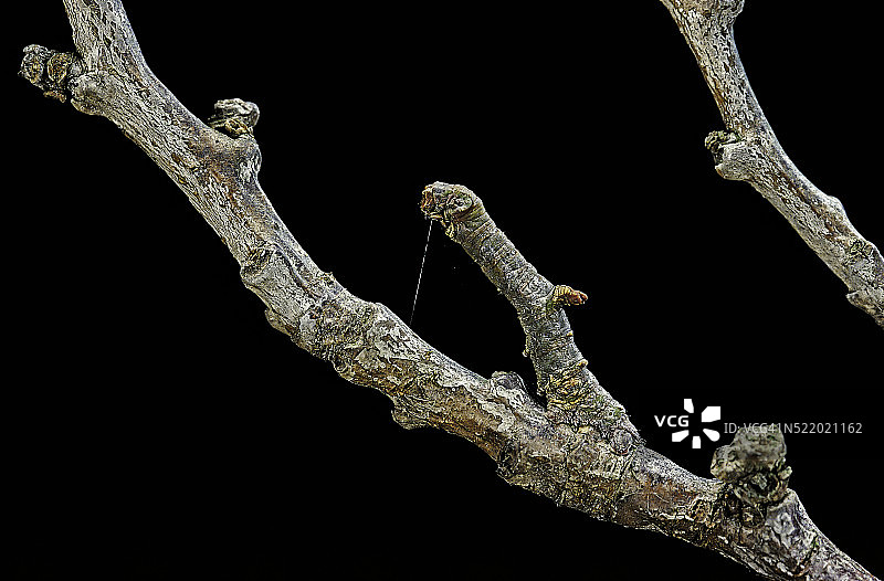 Gnophos sp.（环纹尺蛾） - 伪装在树枝上的毛毛虫或尺蠖图片素材