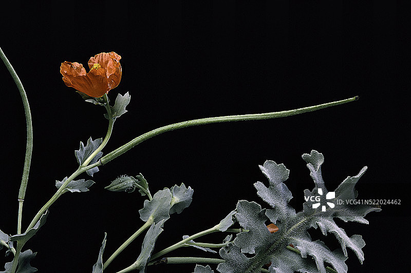 角罂粟图片素材