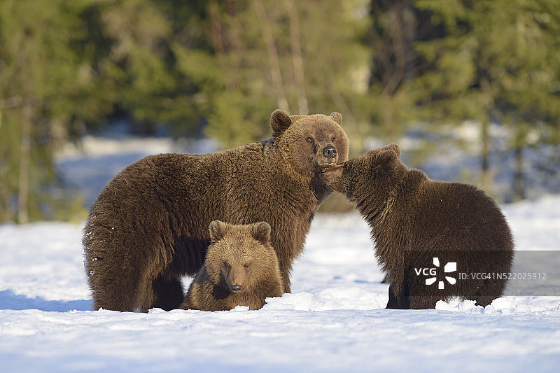 棕熊妈妈和两只幼崽在被雪覆盖的沼泽上图片素材
