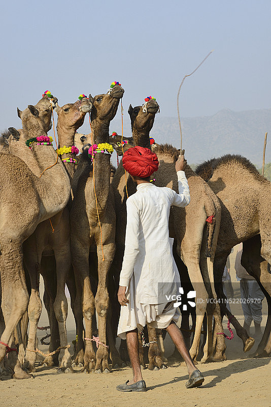 印度拉贾斯坦邦普什卡骆驼集市：引导骆驼图片素材