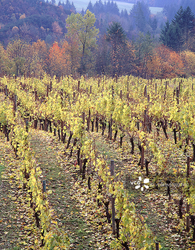 秋季俄勒冈葡萄园图片素材