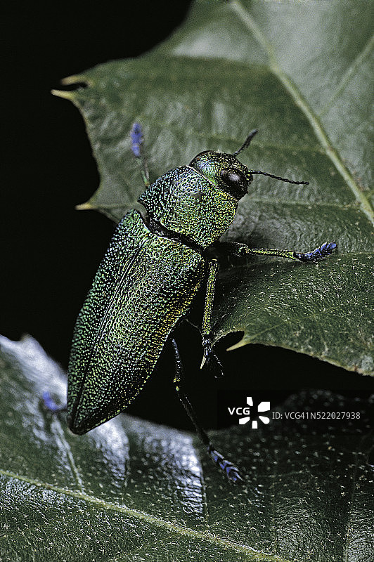 单色澳丽吉娜吉丁虫图片素材