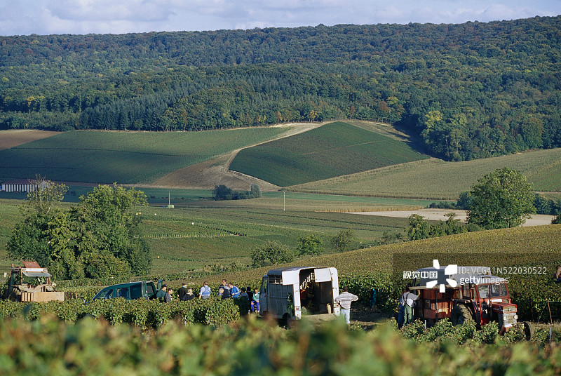 葡萄园收获期间的卡车图片素材