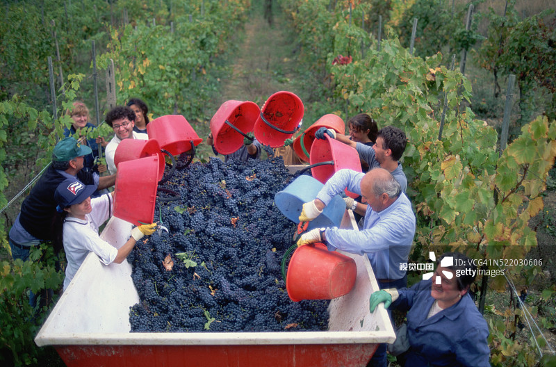 黑葡萄丰收图片素材