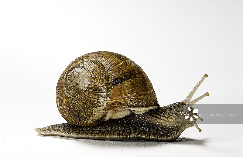 食用蜗牛图片素材