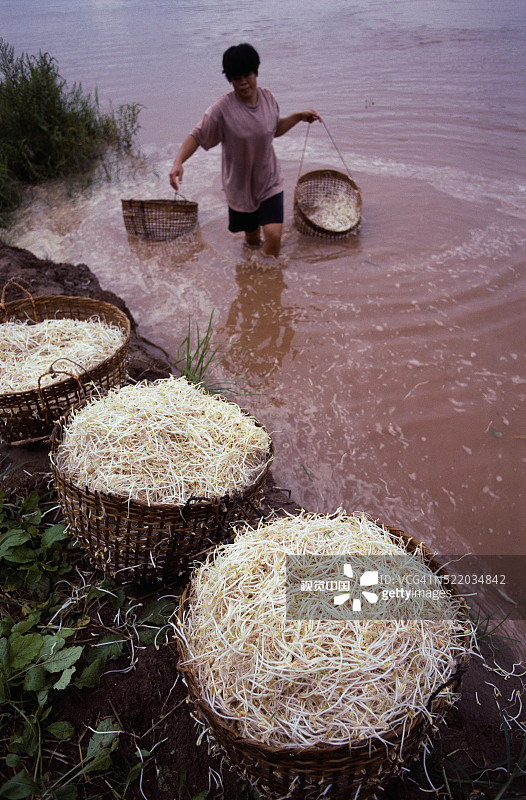 女人采摘豆芽图片素材