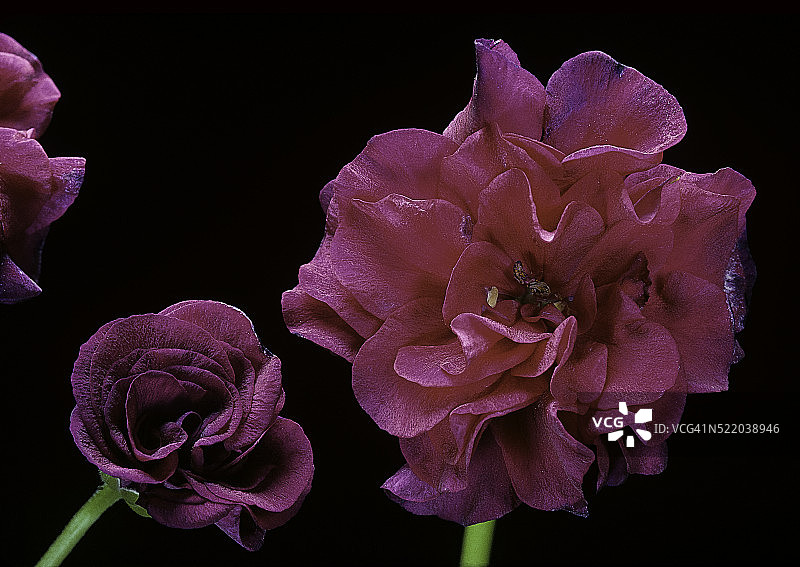 ‘罗什福尔’常春藤叶天竺葵图片素材