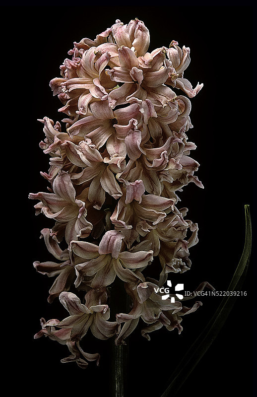 吉普赛女王风信子图片素材