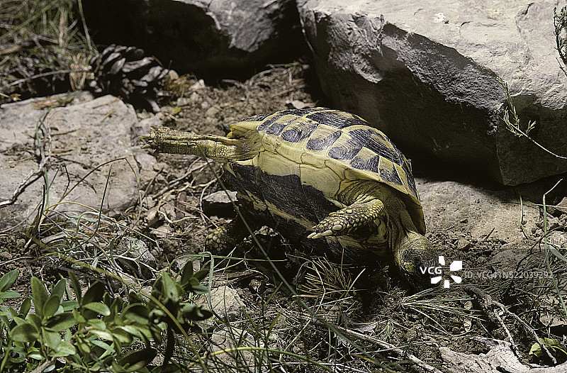 西部赫尔曼陆龟的自救图片素材