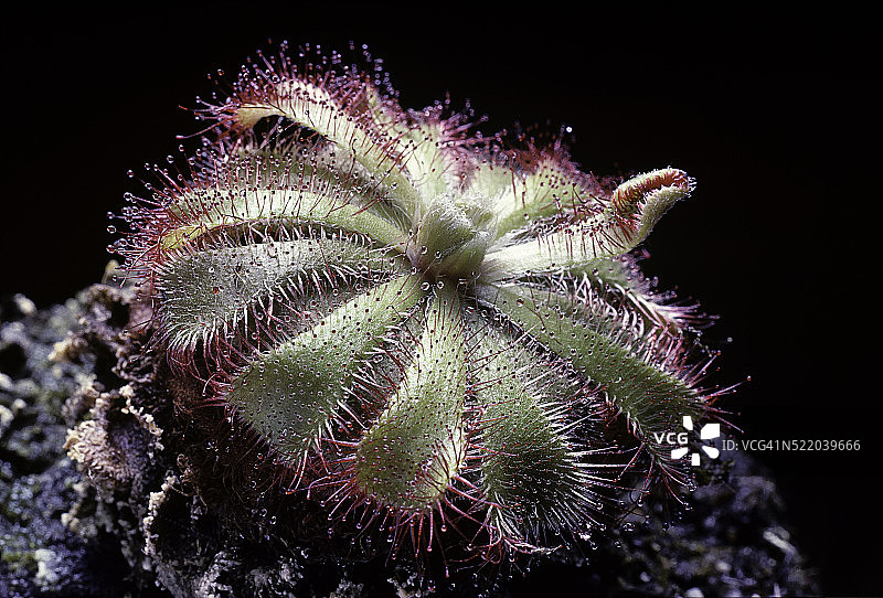 艾丽丝茅膏菜图片素材