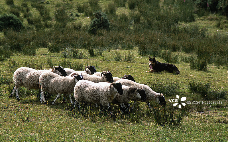 爱尔兰凯里郡的羊群图片素材