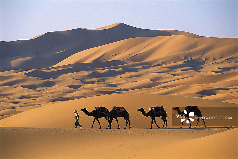 梅尔祖卡沙漠中的骆驼队图片素材