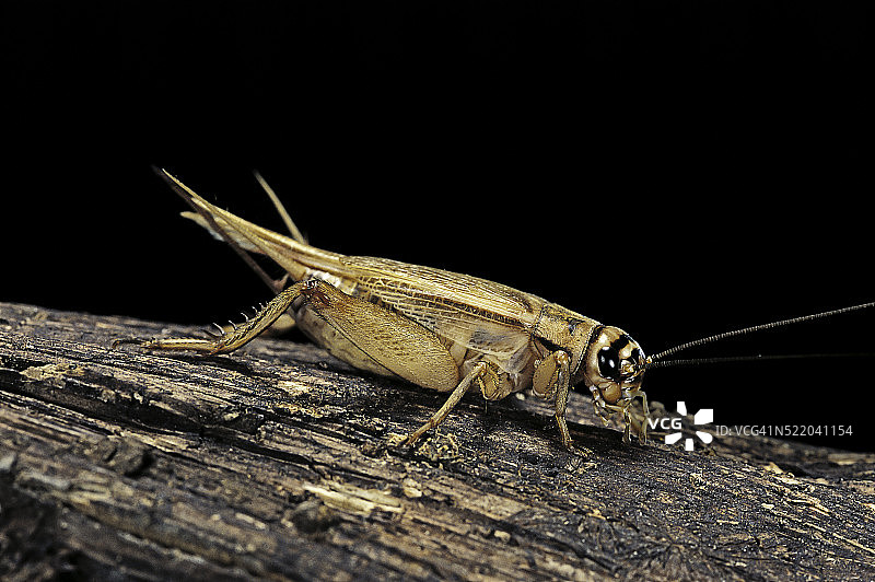 家蟋蟀图片素材