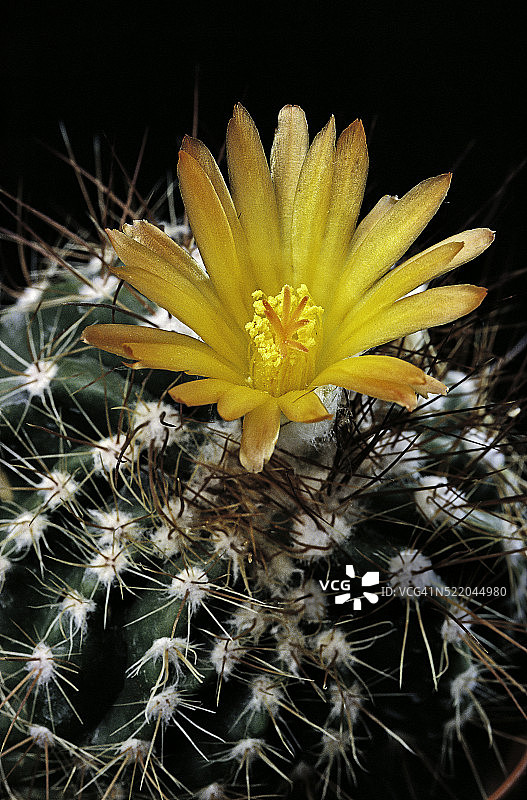 光山球仙人掌图片素材