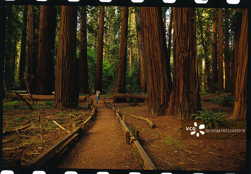 红杉林图片素材