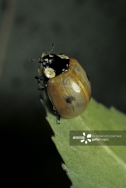 二星瓢虫正在变色图片素材