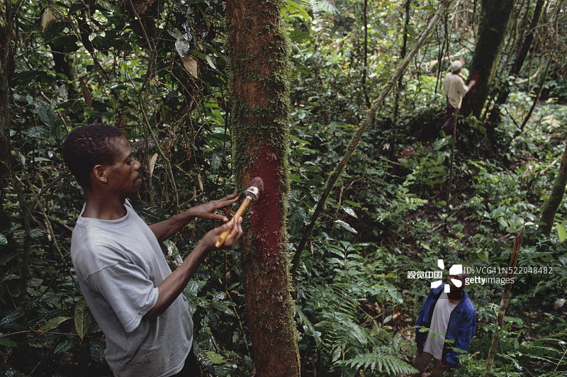 巴卡男人用红色油漆标记树木图片素材