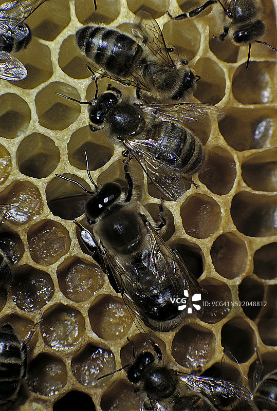 蜜蜂雄蜂与工蜂图片素材