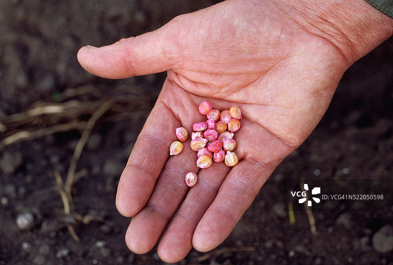 水银处理过的玉米种子图片素材