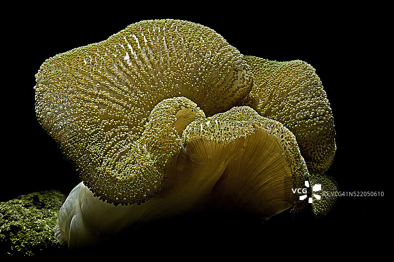 哈氏海葵（地毯海葵）图片素材