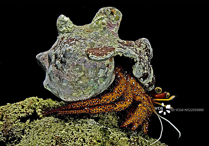 Dardanus megistos（白点寄居蟹，斑点寄居蟹）图片素材