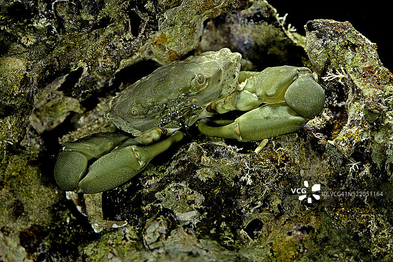 雕刻藻蟹图片素材