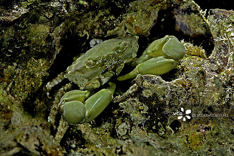 雕刻藻蟹图片素材