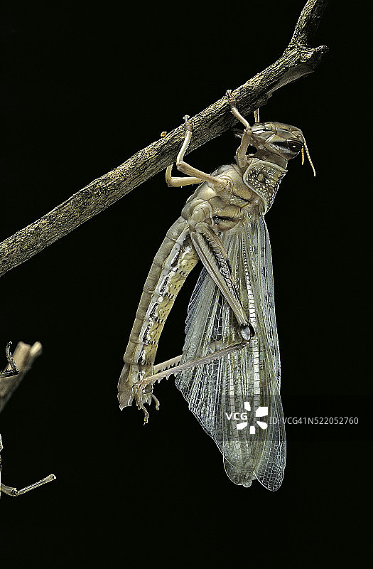 沙漠蝗虫图片素材