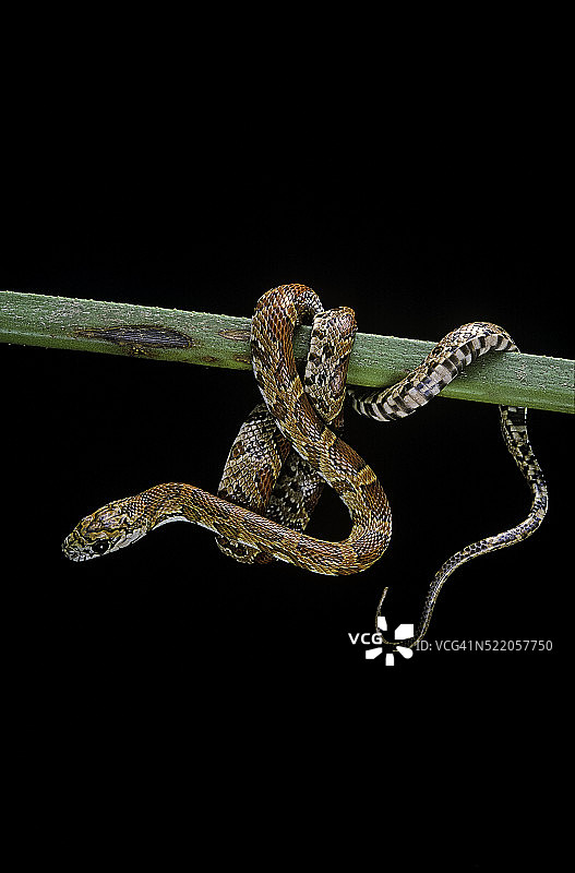 玉米蛇图片素材