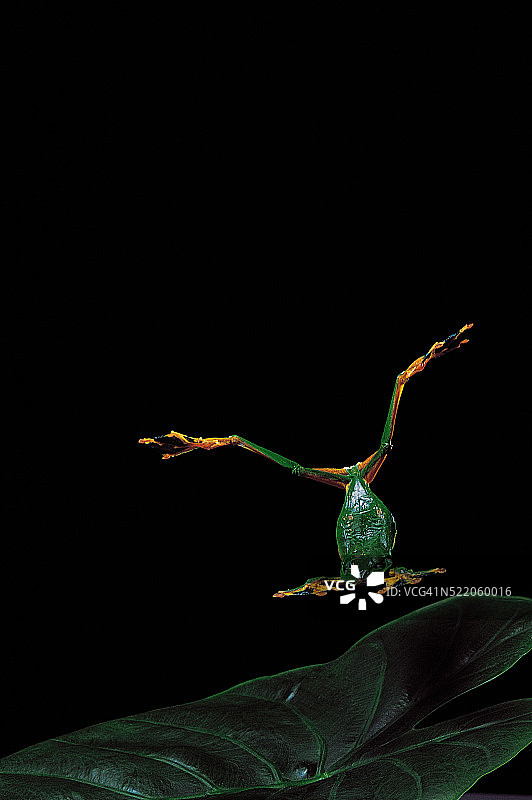 飞翔的莱茵华小雨蛙（绿色的飞蛙）图片素材