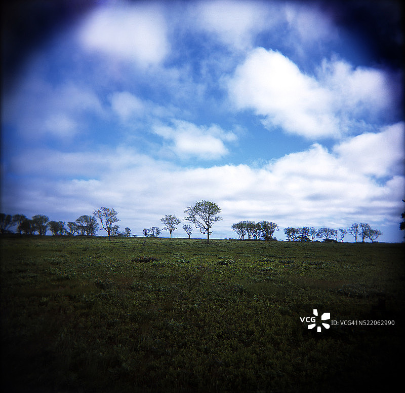 蔓越莓沼泽图片素材