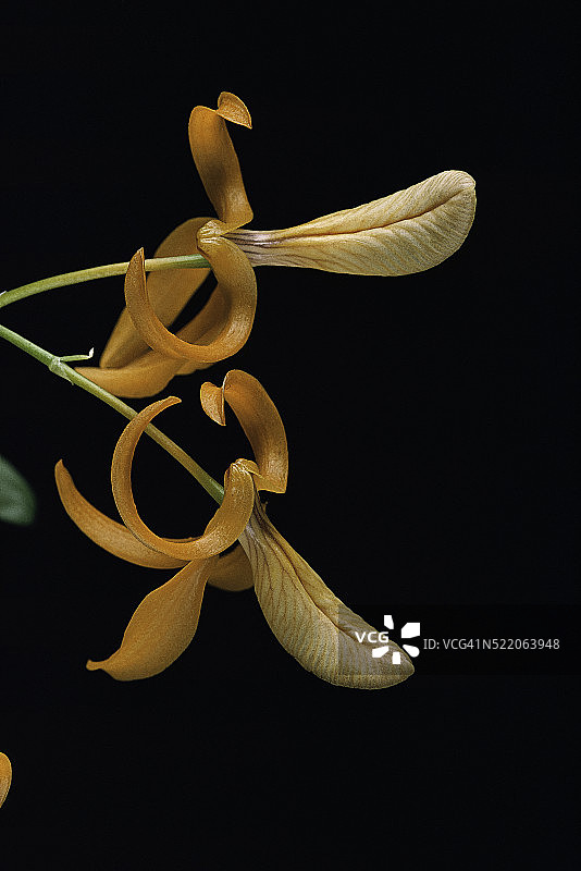 石斛花图片素材