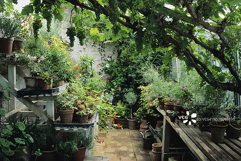 葡萄成熟时的温室图片素材