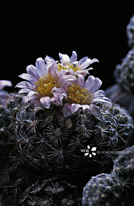 辛普森山地仙人掌图片素材