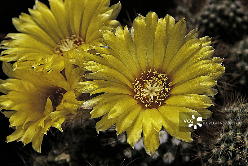 富尔维斯头仙人掌图片素材