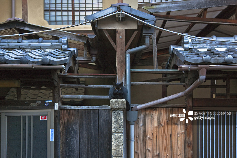 日本京都妙心寺禅寺的黑色猫咪图片素材