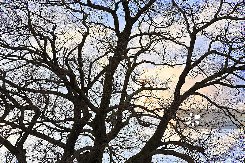 日本京都黄昏榉树剪影图片素材