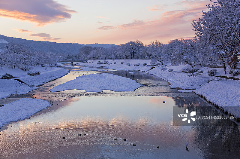 日本京都鸭川的雪后黎明景色：野鸭与大白鹭图片素材