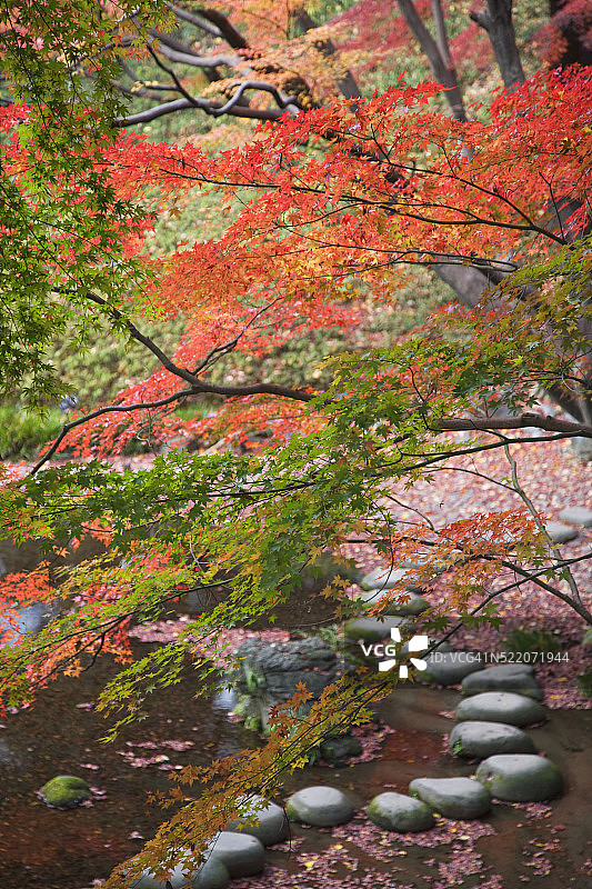 日式枫树下的踏脚石图片素材