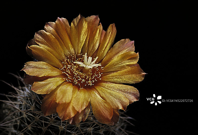 星球掌属植物图片素材