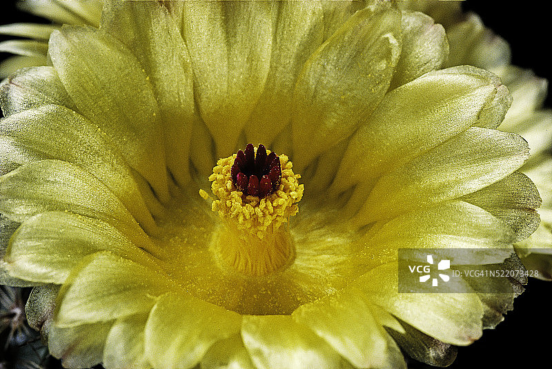 尤金尼短刺球图片素材